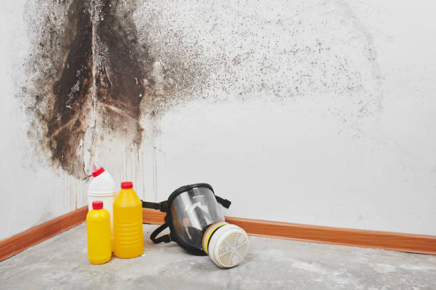 Best Kitchen Mold Remediation in Alamo, NV