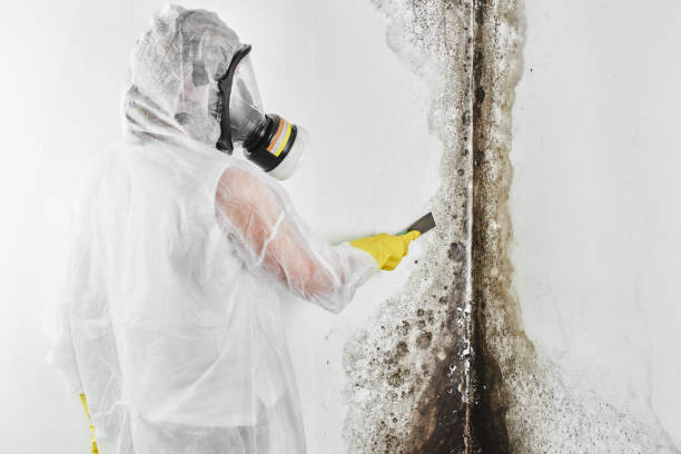 Best Commercial Mold Remediation in Alamo, NV