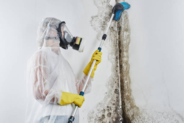 Best Mold Remediation for Specific Building Types in Alamo, NV