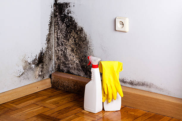 Trusted Alamo, NV Mold Remediation Experts