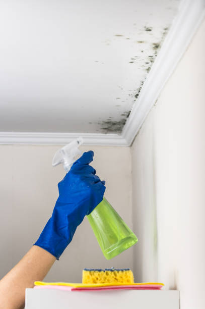 Best Post-Flood Mold Remediation in Alamo, NV